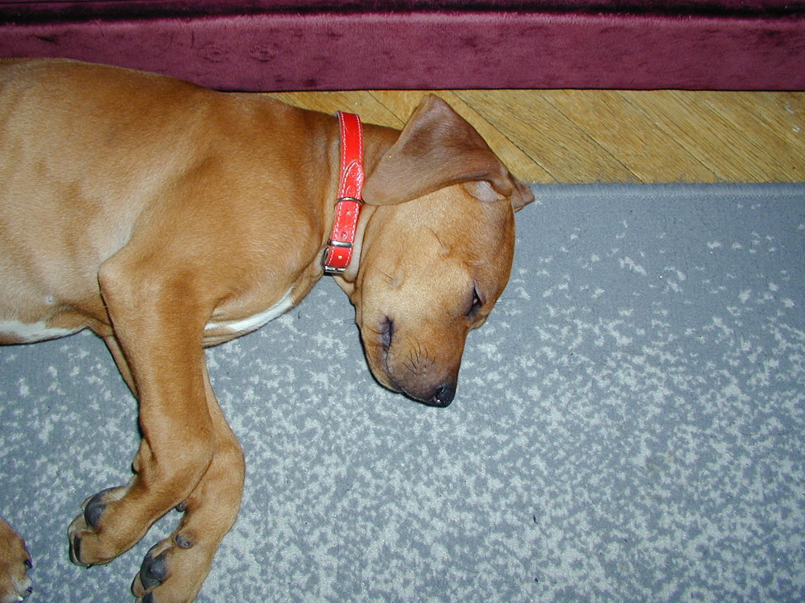 cilli04.JPG